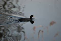 Fulica atra