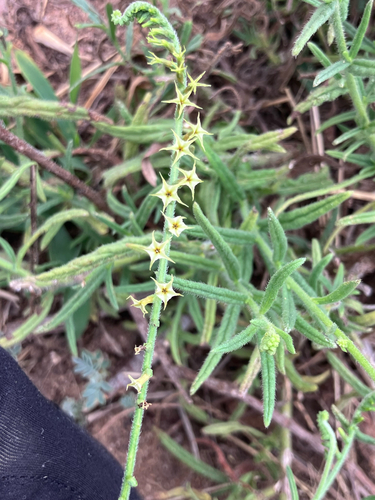 Hairy Heliotrope (Heliotropium zeylanicum)