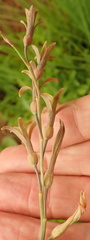 Dipcadi marlothii