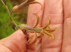 Dipcadi marlothii