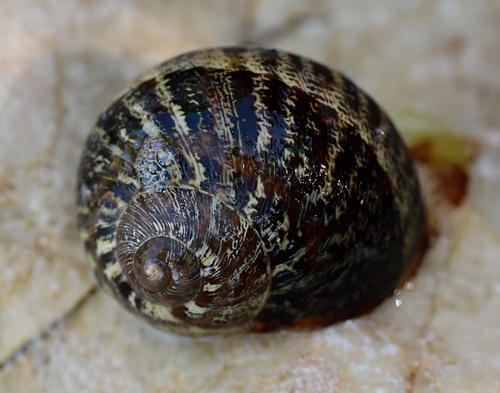 Cornu aspersum