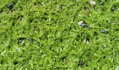 Heleobia chimbaensis