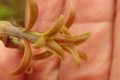 Dipcadi marlothii