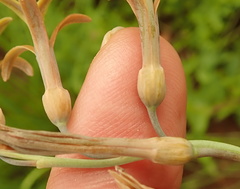 Dipcadi marlothii