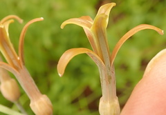 Dipcadi marlothii