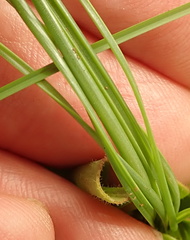 Dipcadi marlothii