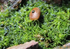 Heleobia chimbaensis