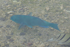 Chlorurus enneacanthus