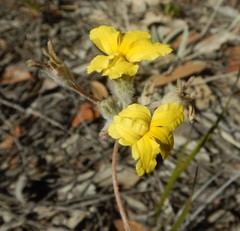 Goodenia robusta