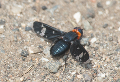 Hyperalonia chilensis