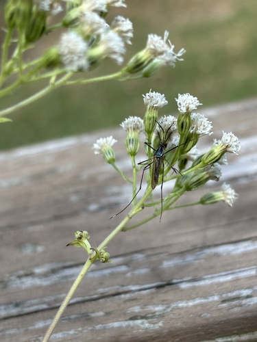 Unknown species found near Woodway Rd, Stamford, CT, US