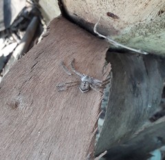 Polybetes rapidus