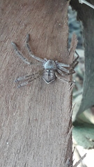Polybetes rapidus