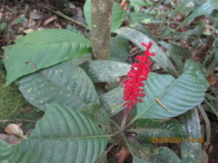 Palicourea subspicata