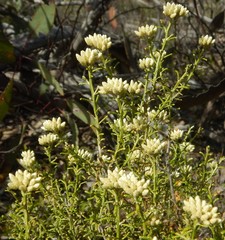Ozothamnus retusus