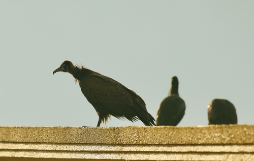 Hooded Vulture