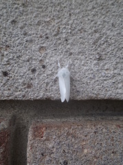 Euproctis chrysorrhoea