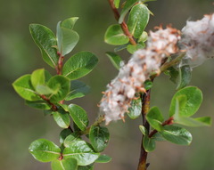 Salix fuscescens