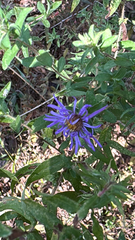 Symphyotrichum georgianum, photograph author not stated, no rights reserved