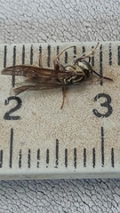 Polybia fastidiosuscula