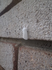 Euproctis chrysorrhoea