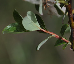 Salix fuscescens