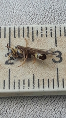 Polybia fastidiosuscula