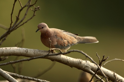 Laughing Dove