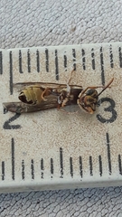 Polybia fastidiosuscula