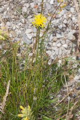 Centaurea rupestris