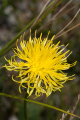 Centaurea rupestris