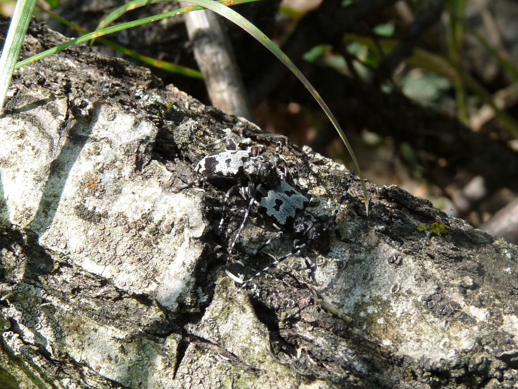 Aegomorphus krueperi