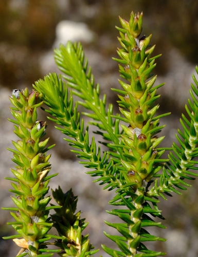 Woolly Candlestick (Thesmophora scopulosa)