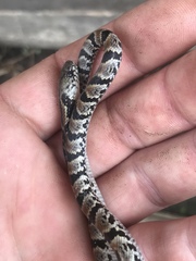 Atractus major