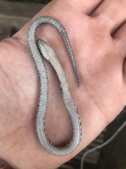 Atractus major