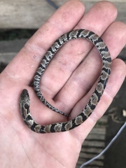 Atractus major