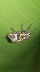 Parapantomorus fluctuosus