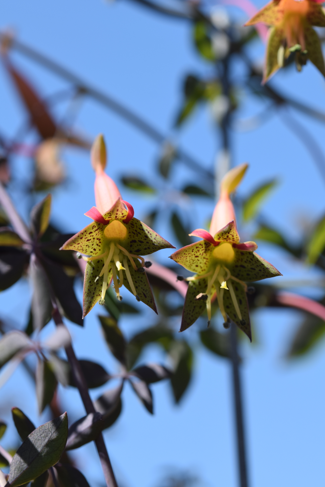 Tropaeolum pentaphyllum