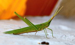 Acrida acuminata