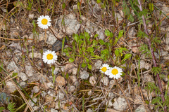 Bellium bellidioides
