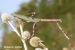 Pseudovates iheringi