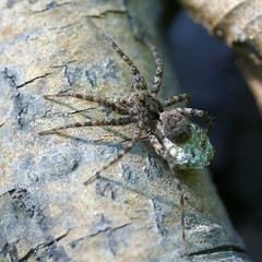 Pardosa