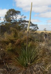 Xanthorrhoea caespitosa