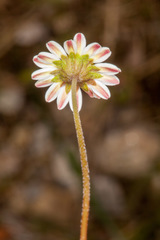 Bellium bellidioides