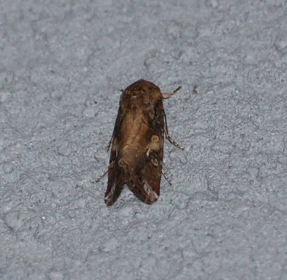 Fall Armyworm Moth from South Side, Corpus Christi, TX, USA on October ...