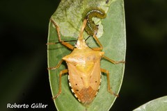 Brontocoris tabidus