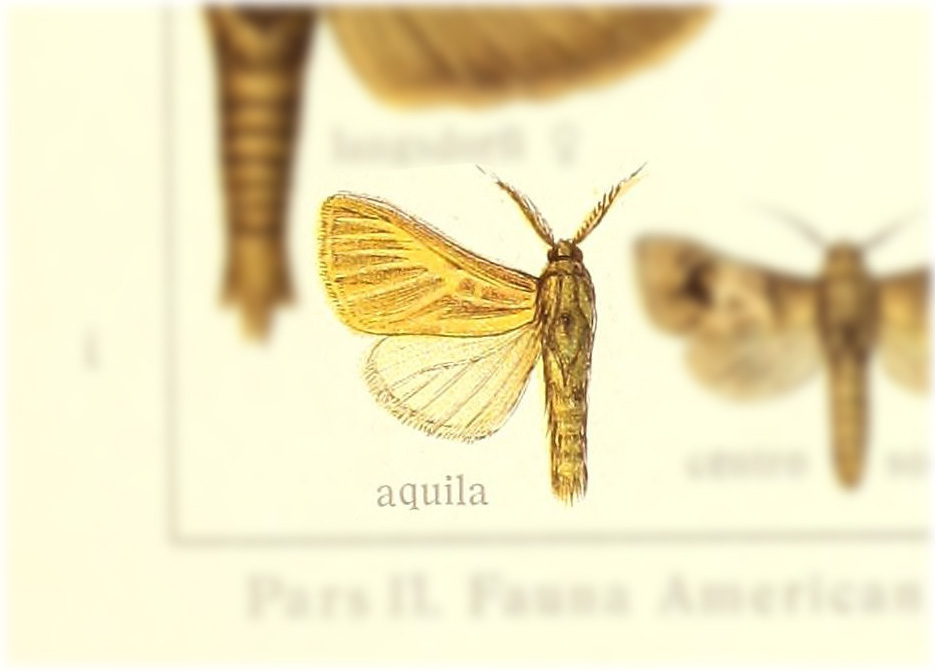 Hypopta aquila