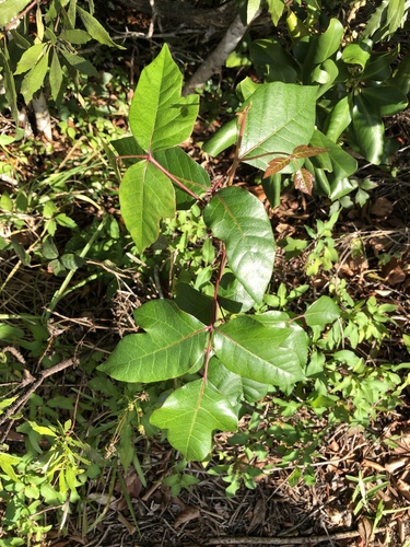Toxicodendron radicans image