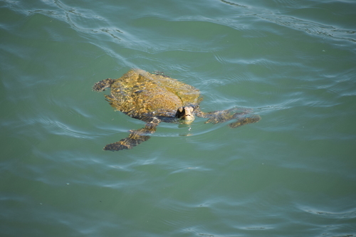 Chelonia mydas