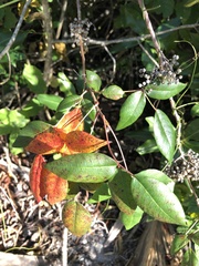 Toxicodendron radicans image